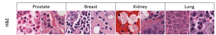 monusac example