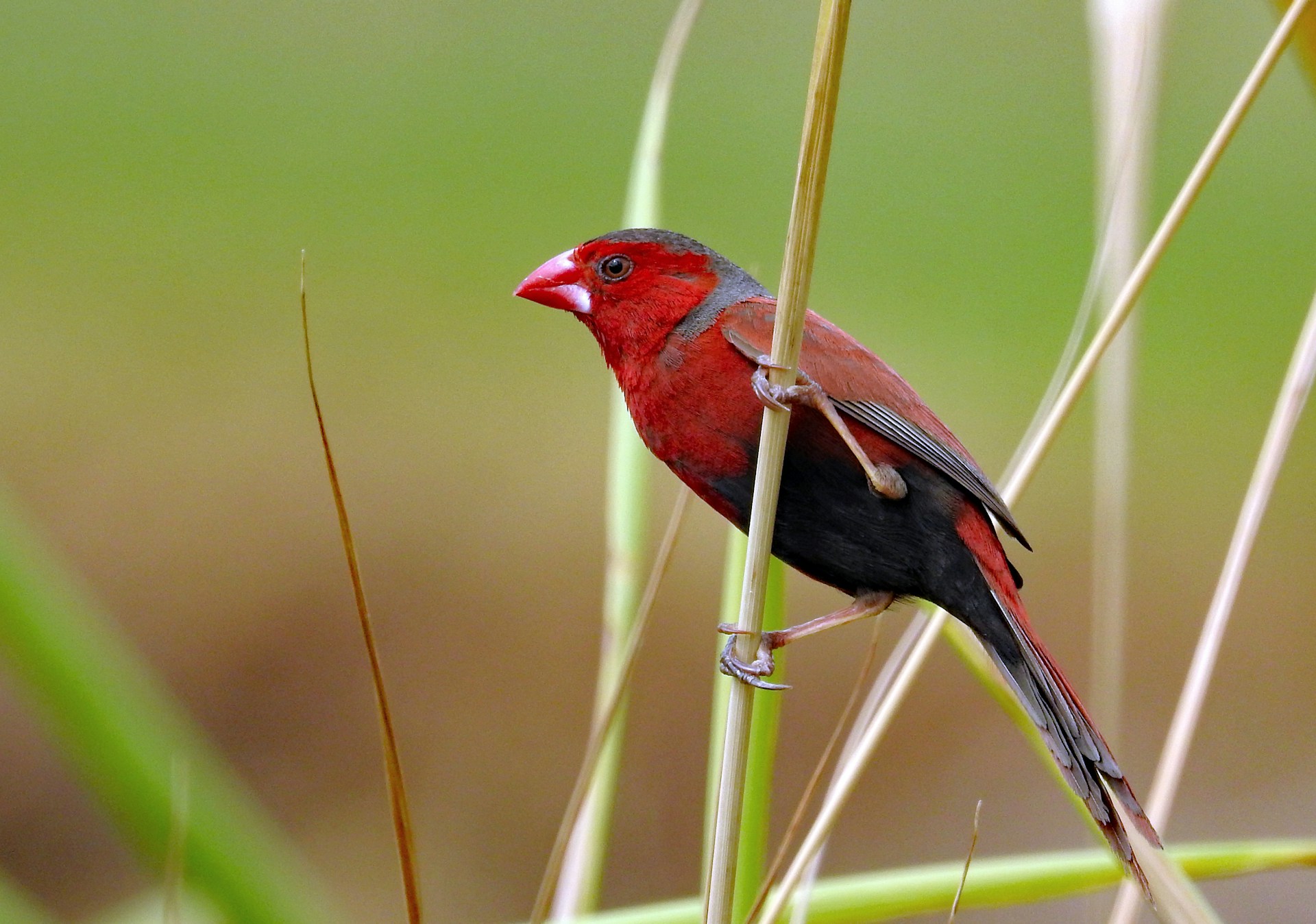 crimson-finch-unsplash-david-clode.jpg