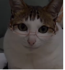 cat_with_glasses.png