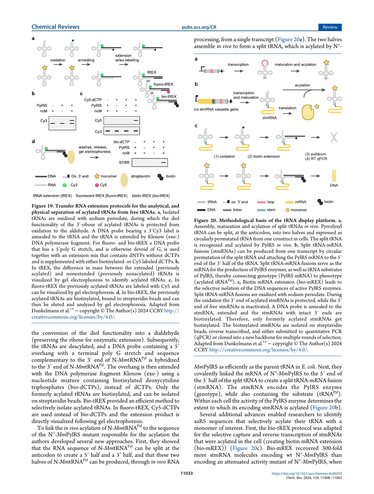 dunkelmann-chin-2024-engineering-pyrrolysine-syste-26_png.rf.d8340dec838f286cdcdd94984e7bf319.jpg