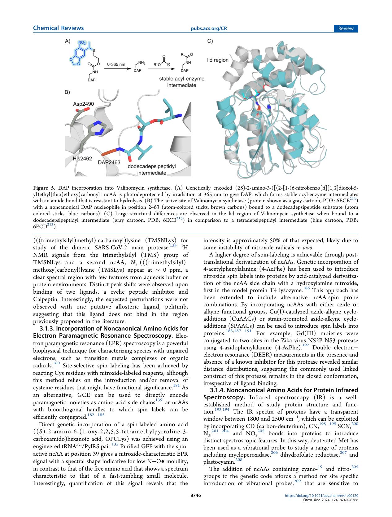 birch-price-et-al-2024-noncanonical-amino-acids-in-07_png.rf.8f64607187e068e8ad1cf2409bb5c451.jpg