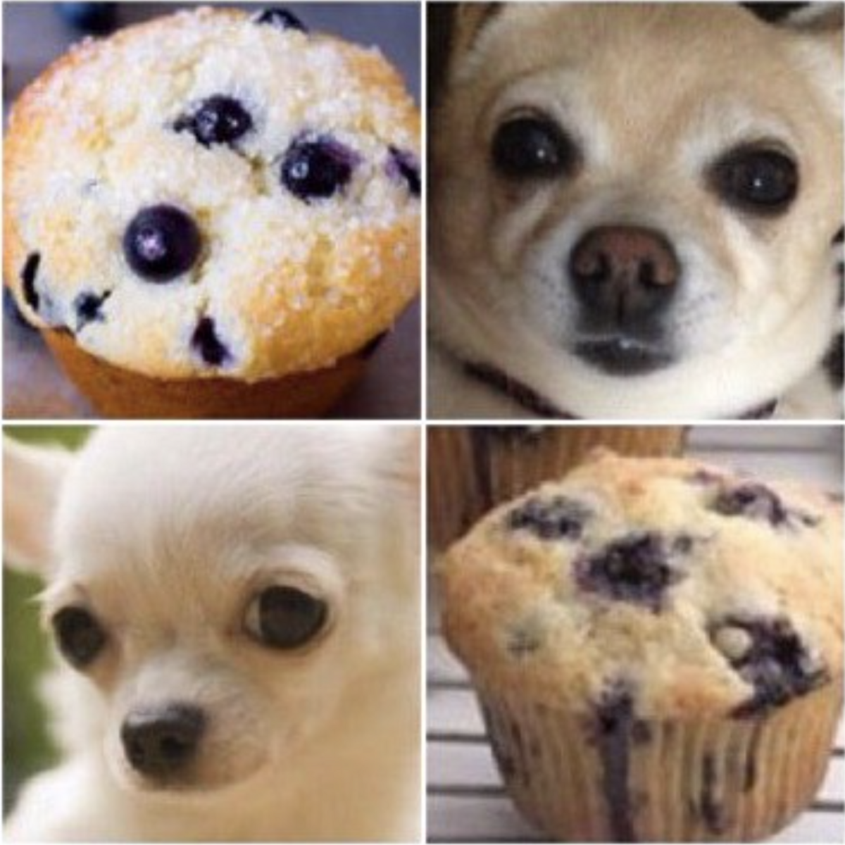 chihuahua_muffin.jpg