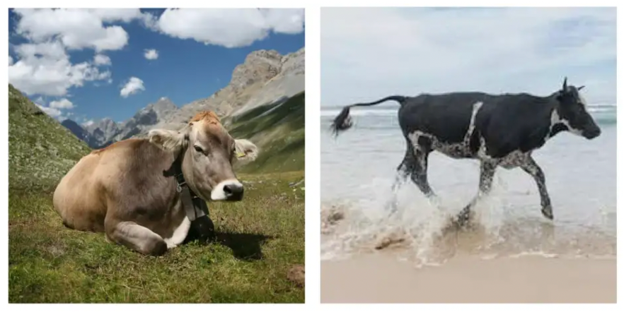 Cow_alps_beach.jpg