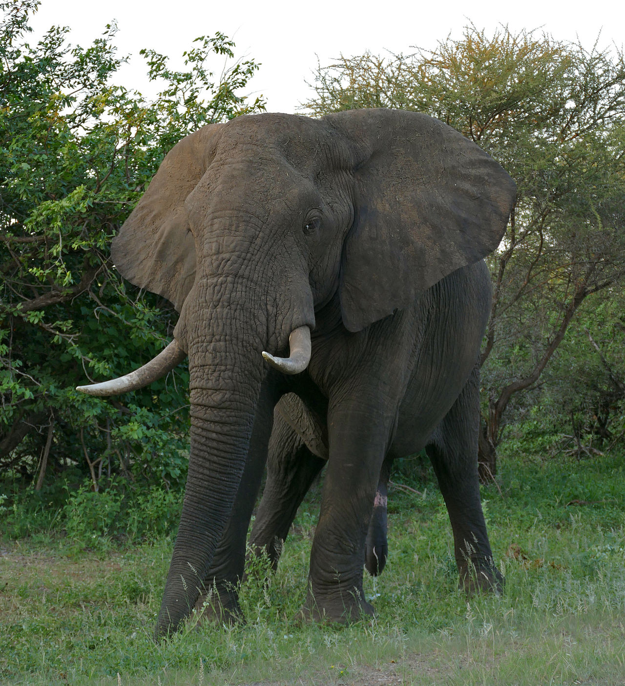 elephant3.jpg