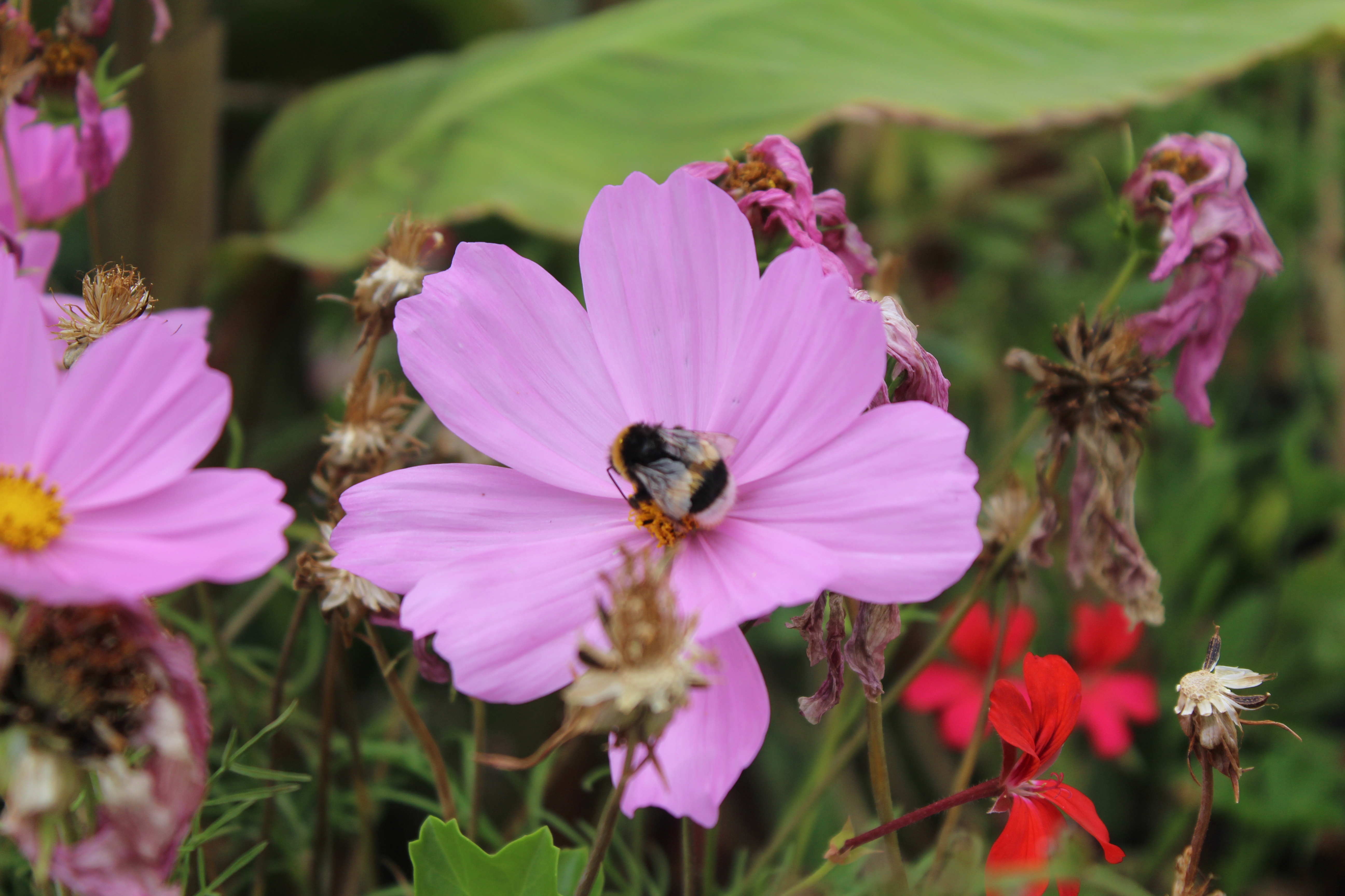 Photo of a bee