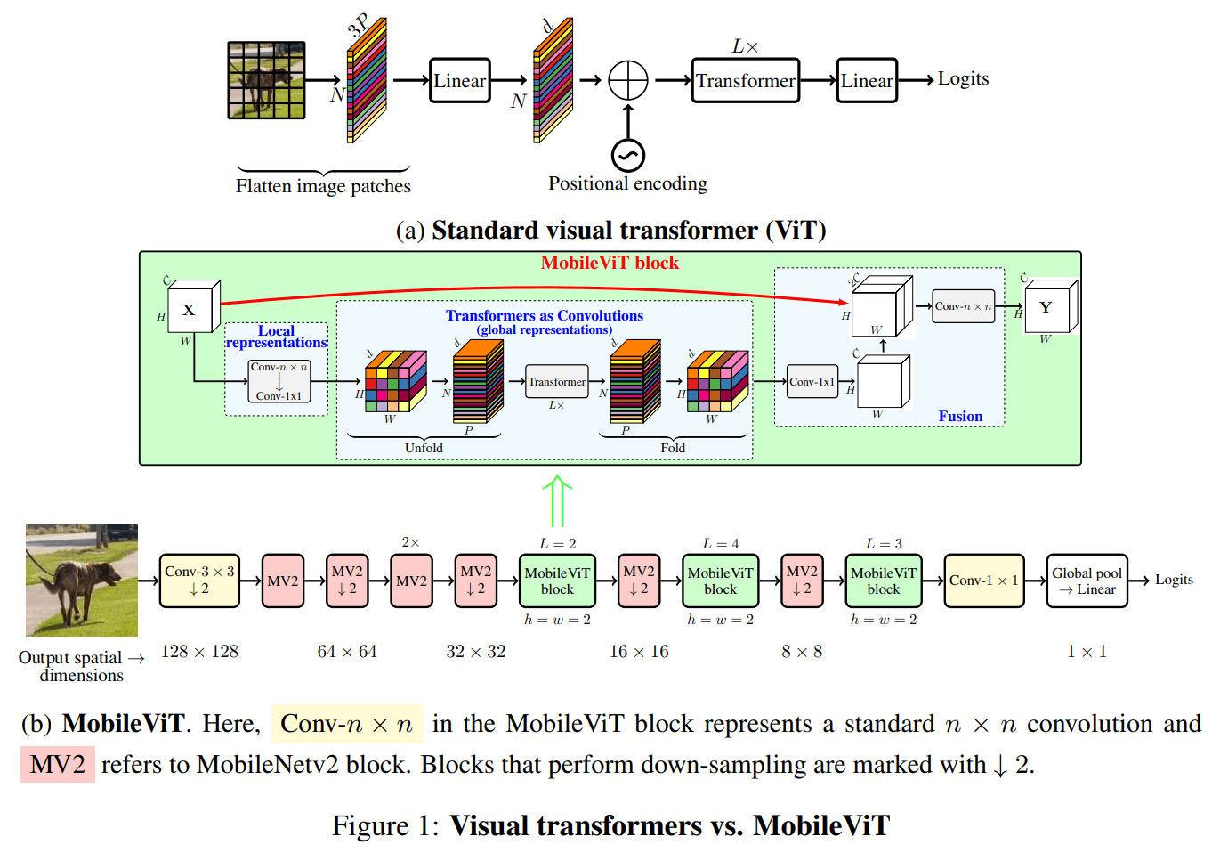 MobileViT archtecture