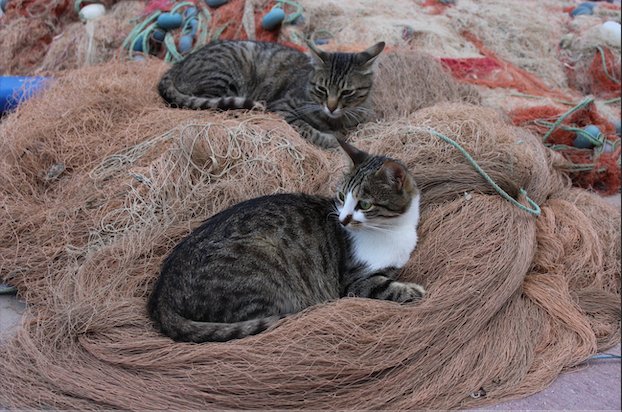 Two cats sitting on a net