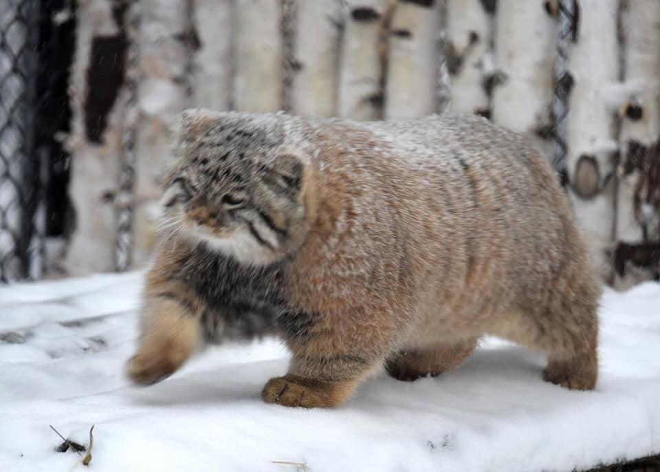 pipeline-cat-chonk