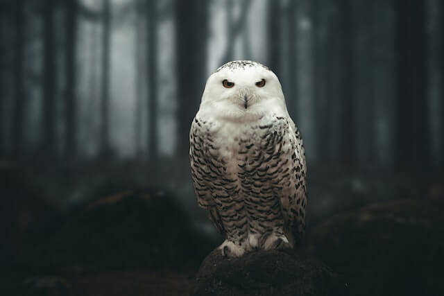 Photo of an owl