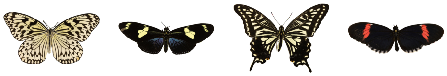 butterflies_ds.png