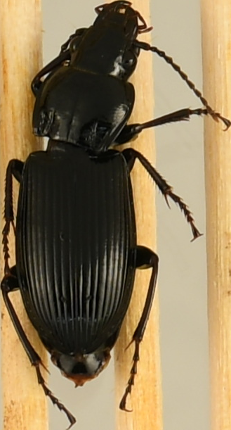 beetle_1292.png