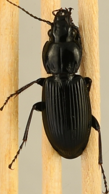 beetle_220.png