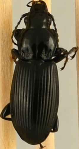 beetle_229.png