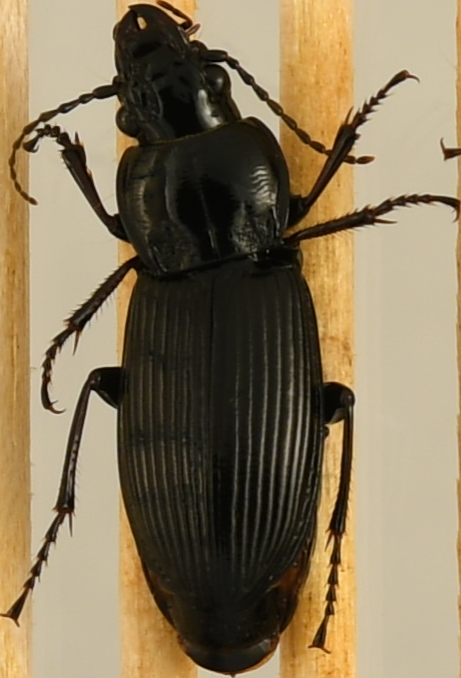 beetle_1456.png