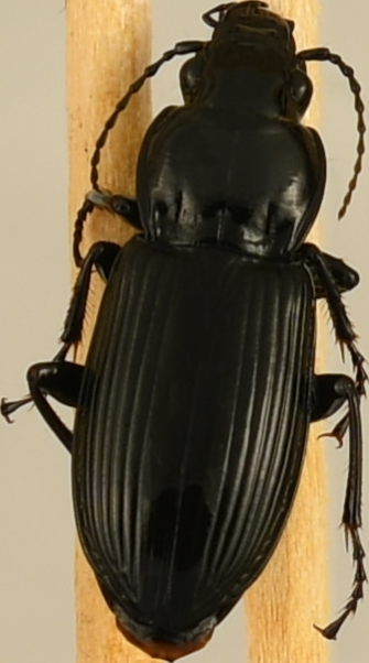 beetle_1472.png