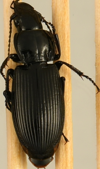 beetle_1664.png