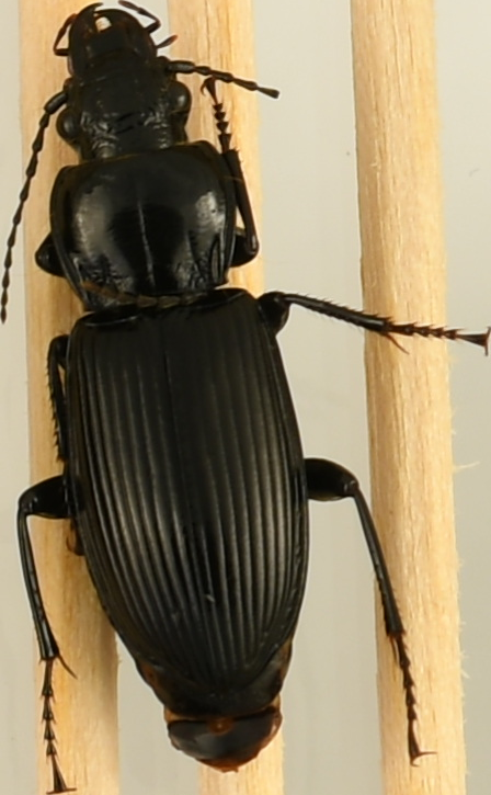 beetle_1665.png