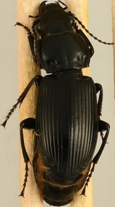 beetle_1667.png