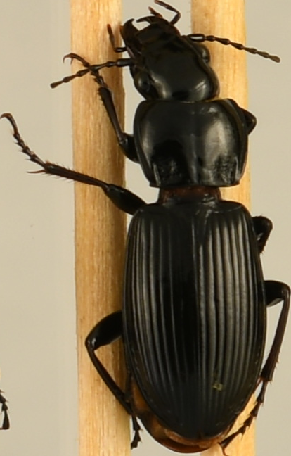 beetle_895.png