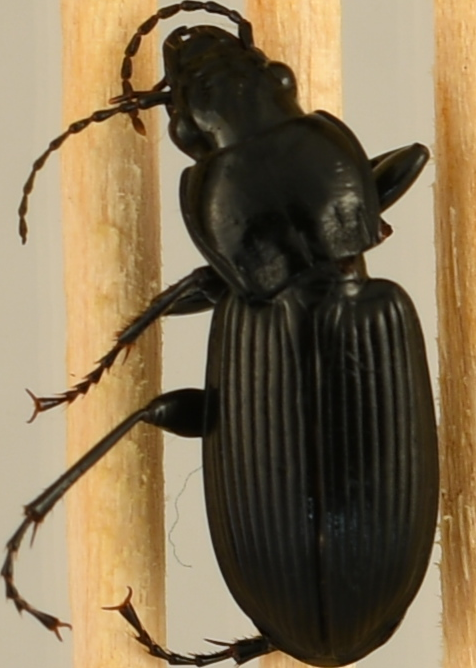 beetle_396.png