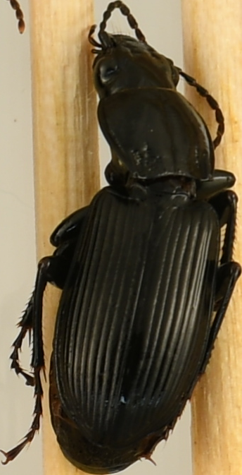 beetle_733.png