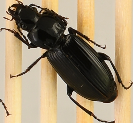 beetle_165.png