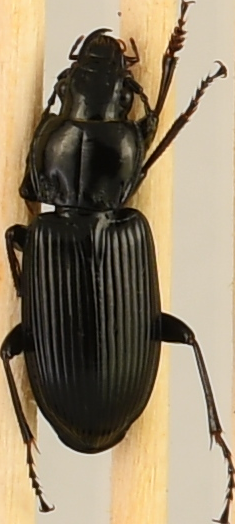 beetle_314.png