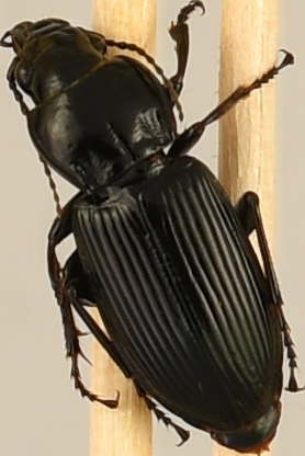 beetle_585.png