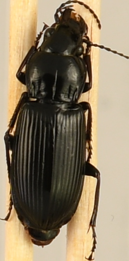 beetle_607.png