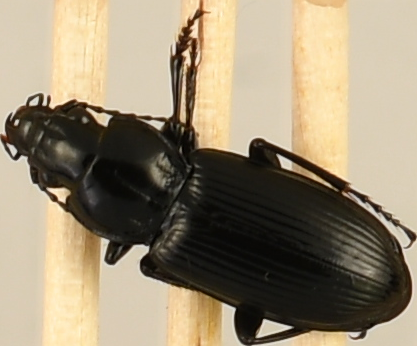 beetle_690.png