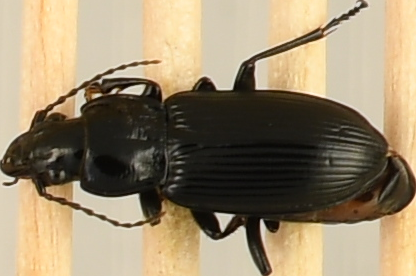 beetle_640.png