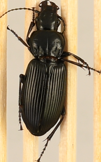 beetle_453.png