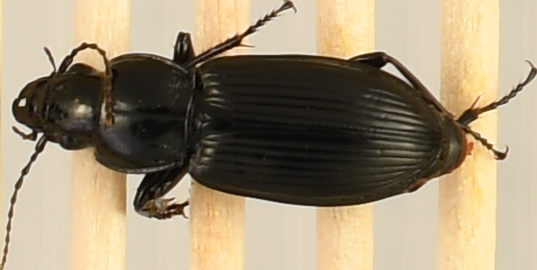 beetle_517.png