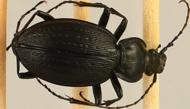 beetle_191.png