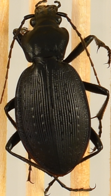 beetle_1254.png