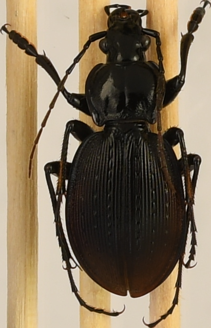 beetle_541.png