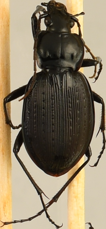 beetle_892.png