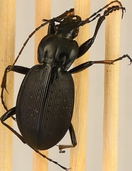 beetle_86.png