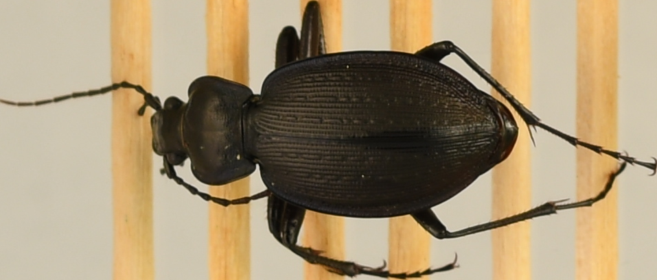 beetle_179.png