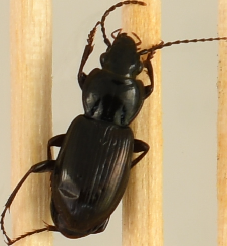 beetle_620.png