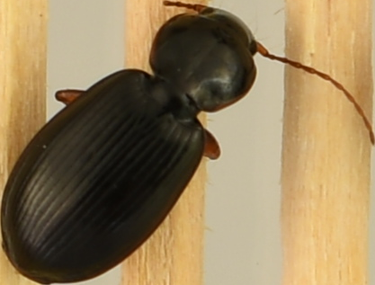 beetle_114.png