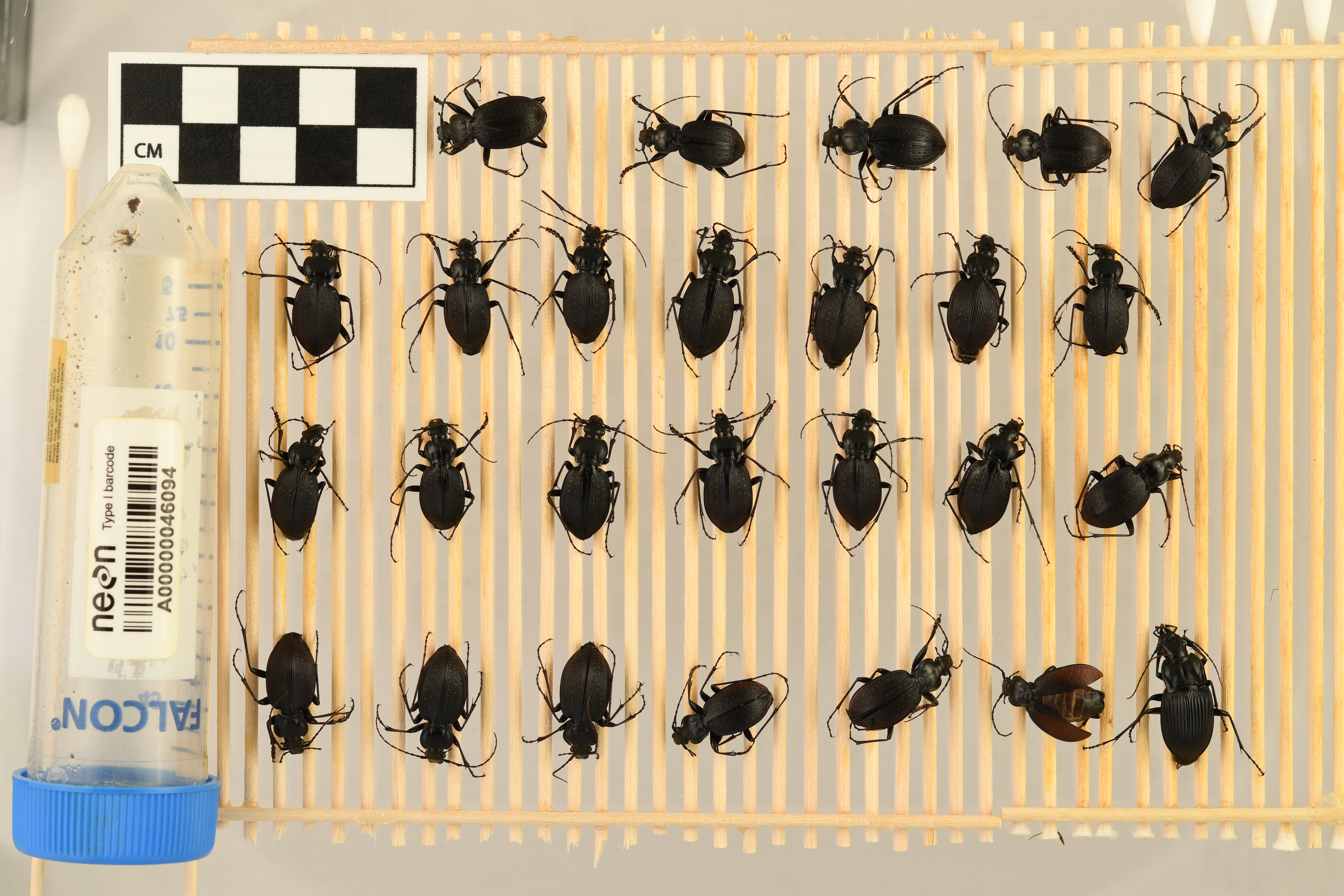 picture of beetles in A00000046094