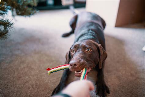 dog playing toy