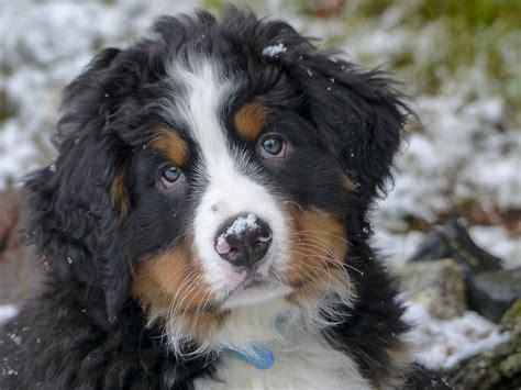 bernese mountain dog