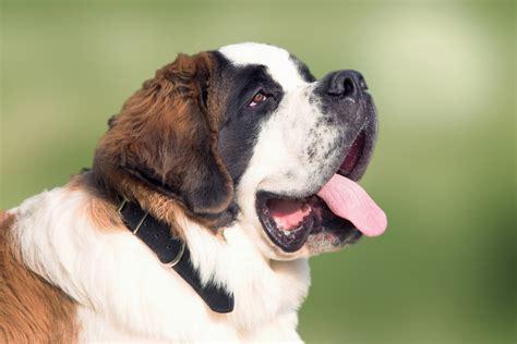 saint bernard