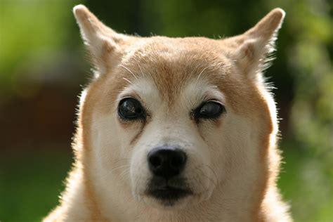 Shiba Inu