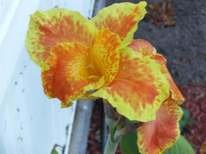 <canna lily> 5