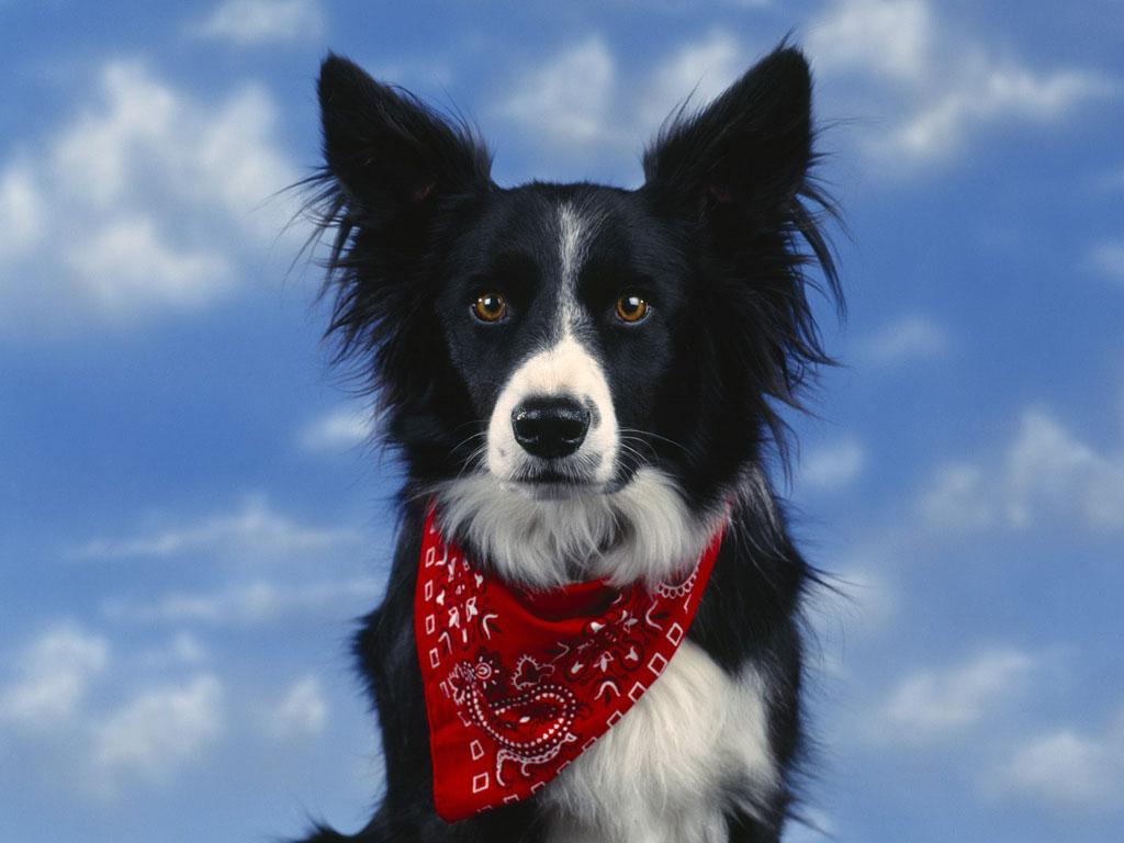 Border_Collie.jpg