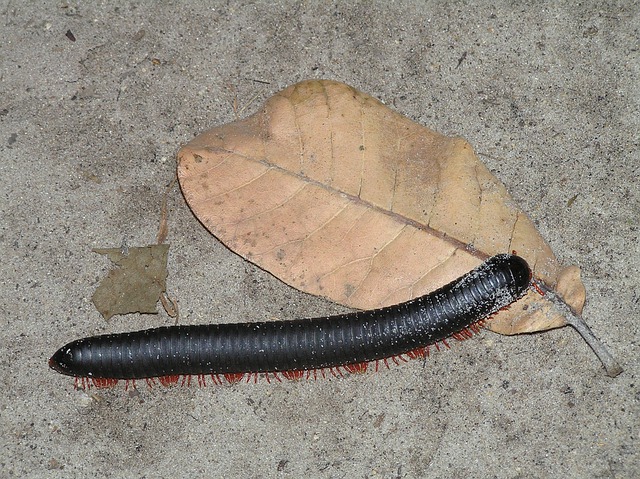 millipede.jpg