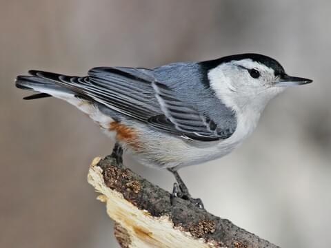 Common crested nuthatch.jpeg